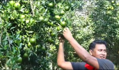 আহিছে-কমলা-টেঙাৰ-বতৰ।--কৃষকসকলৰ-অভিযোগ,-কমলাখেতিত-চৰকাৰৰ-নাই-সহযোগিতা।