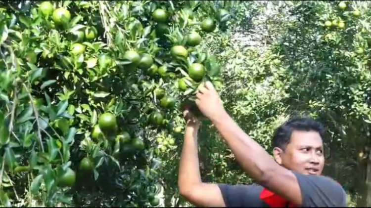 আহিছে-কমলা-টেঙাৰ-বতৰ।--কৃষকসকলৰ-অভিযোগ,-কমলাখেতিত-চৰকাৰৰ-নাই-সহযোগিতা।