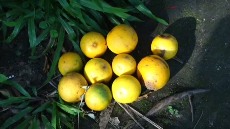 আহিছে-কমলা-টেঙাৰ-বতৰ।--কৃষকসকলৰ-অভিযোগ,-কমলাখেতিত-চৰকাৰৰ-নাই-সহযোগিতা।