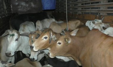 নিশা মঙলদৈত গৰাকী বিহীন অৱস্থাত উদ্ধাৰ ২১ টা গৰু।