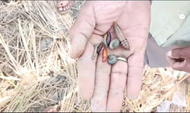 কুঁহিয়াৰ কুছিৰ বিস্তীৰ্ণ কৃষি পথাৰত শূৰ পোকৰ আক্ৰমণঃ কৃষক ৰাইজৰ হাহাঁকাৰ--