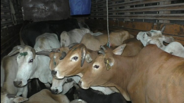 নিশা মঙলদৈত গৰাকী বিহীন অৱস্থাত উদ্ধাৰ ২১ টা গৰু।